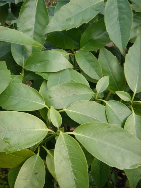 Aucuba japonica 'Concolor'